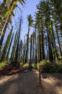 Big Basin Redwoods State Park