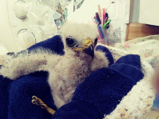 Baby red shoulder hawk rescued with a leg injury, went to Wildlife of  Venice for recovery.