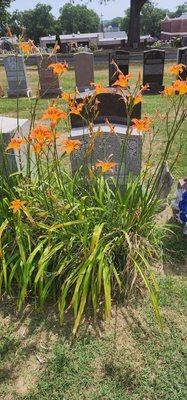 Mount St Mary Cemetery