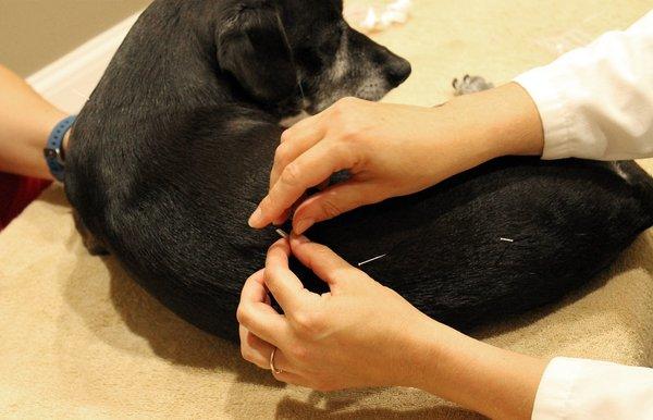 Ned getting acupuncture