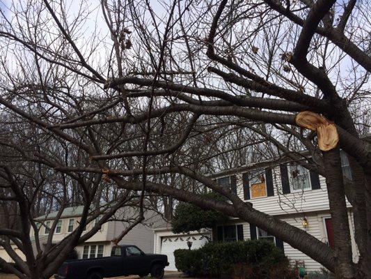 The Pack Rat guy destroyed my tree today