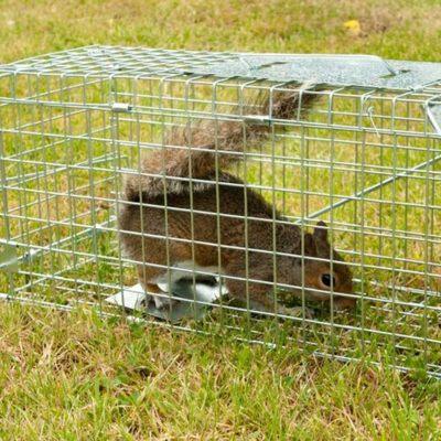 Squirrel in trap