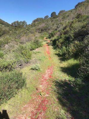 Red carpeted Bridal trail in Spring