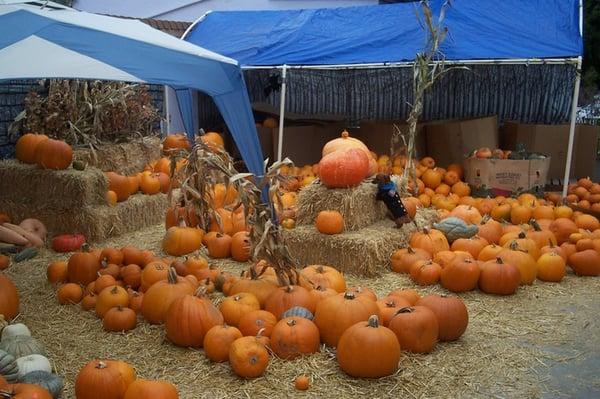 Great Pumpkins