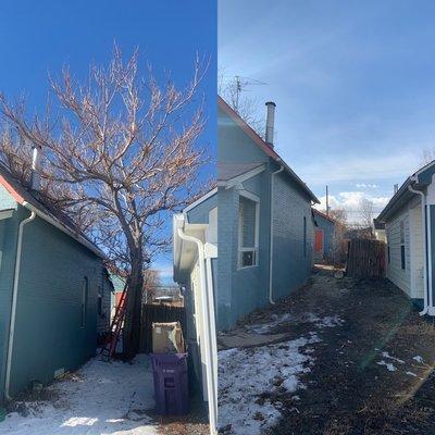 Tree removal close to 2 houses about 30 in wide and 35 foot tall