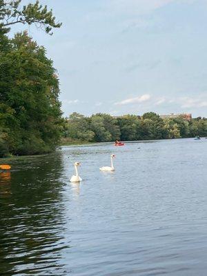 Swans Waltham MA