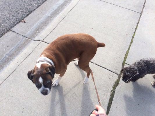 The Dog Walkin' Divas