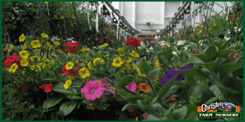 Greenhouse Flowers