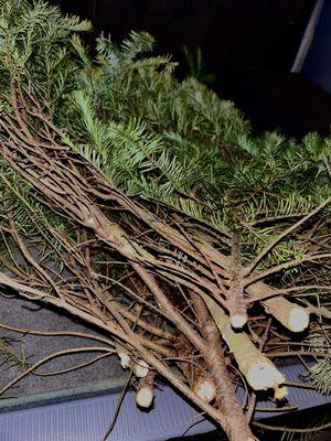 The big stack of Christmas Tree lower branch trimmings piled neatly in the back of the truck