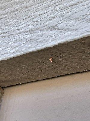 Kick out holes used to push out termite droppings.