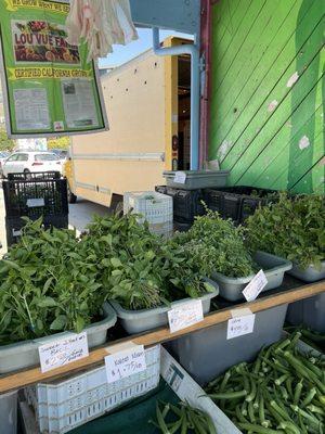 Three types of basil!