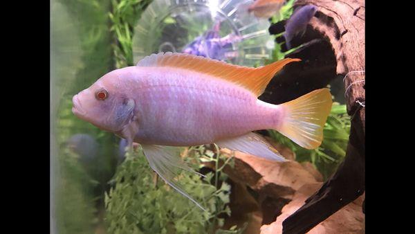 Albino Pseudotropheus Ice Blue Maylandia Greshakei I got as a tiny juvie from mixed Mbuna tank