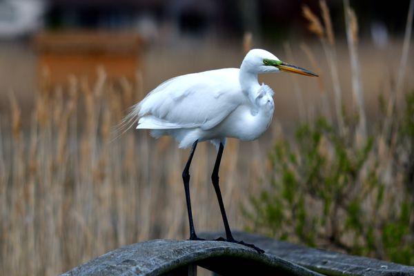 Shown here is the preserve's resident Great Egret.  The folks at the preserve named him Earl.  He's quite a celebrity. Stuart K. (4/22/22)