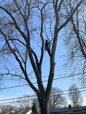 M H Tree Service