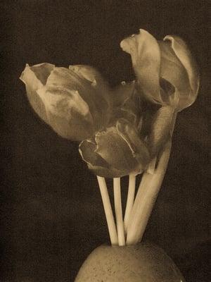 Three Tulips