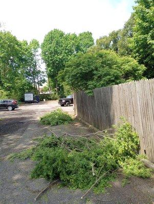 Overgrown Branches That  Hung Over The Fence