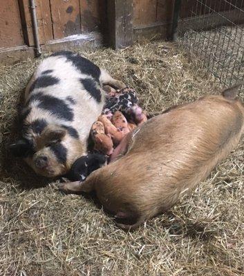 Two mommy kune kune pigs sharing nursing duties of their babies.