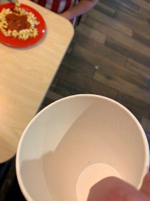 Bug in a new cup