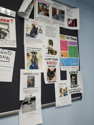 Lost dogs