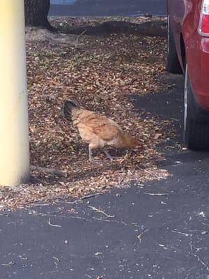 Ybor's finest hanging out on Campus!