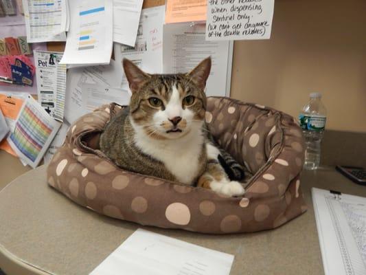 Mittens enjoying his bed