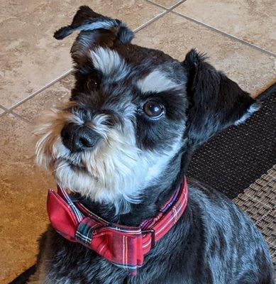 Hunter, office greeter. 4-year-old miniature schnauzer.