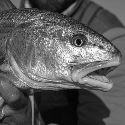 Folly Beach Fly Fishing