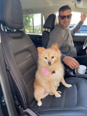 Gorgeous Pomeranian "Cupcake" - cute silhouette haircut and blowout