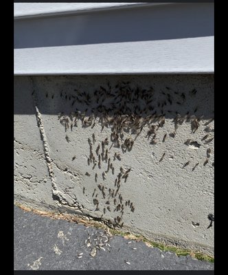 Termite Swarmers