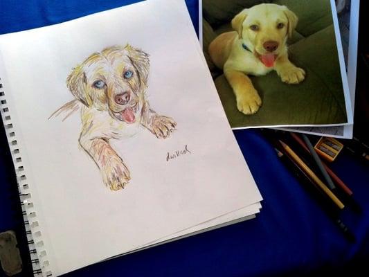 Colored pencil sketch of a friend's new puppy.