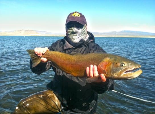 31 inch long, 15 pound pilot peak cutthroat caught fly fishing :)