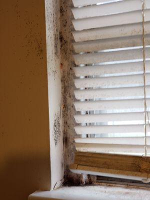 Mold in restroom