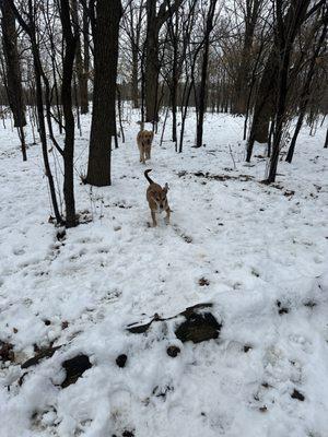 Wooded trails at the park