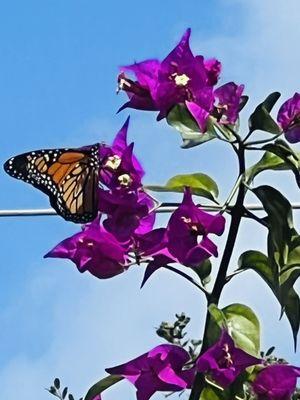 Monarch right outside my window.