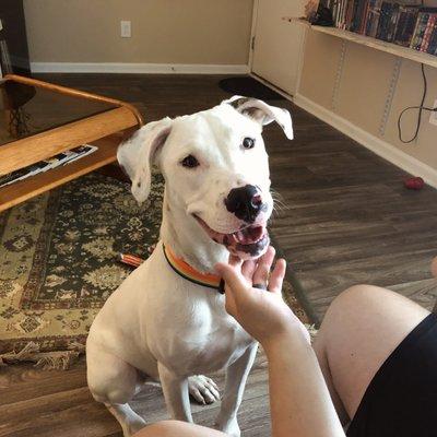 Here he is, handsome and happy as a clam post-appointment.