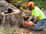 T&M Tree Service