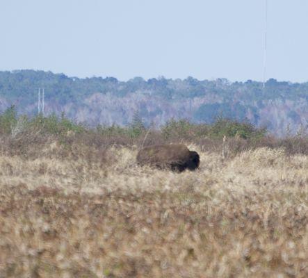 Bison on the prairie.