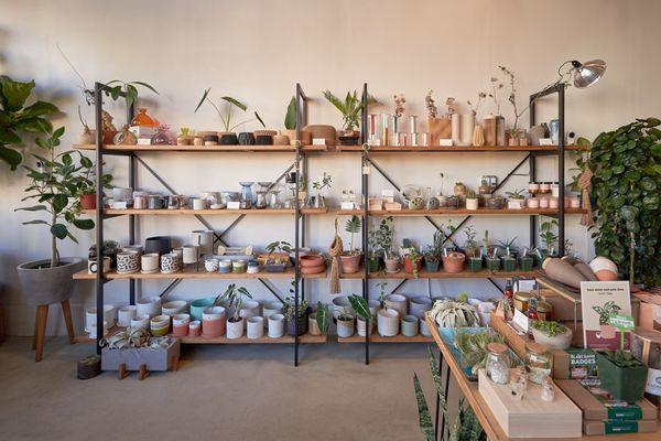 Shelves with planteres at Cloud-Hidden Plants