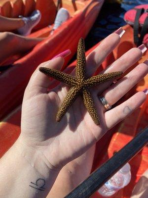 A starfish that Seabiscuit found and passed around to all of the people on our tour!