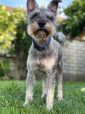 Miniature schnauzer "Otis" perfectly shaped beard and eyebrows