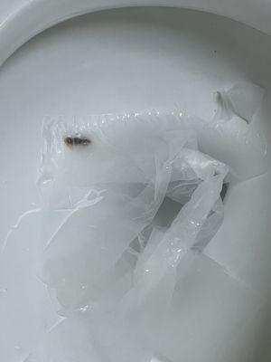 Tried to use toilet paper to clean my face, I found a SHIT NUGGET ON THE ROLL! Disgusting!