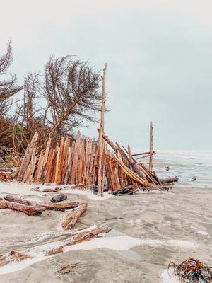 Beach and driftwood