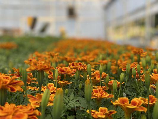 We have plenty of annuals, perennials, natives and more.