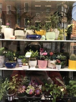 Adorable plant and flower shop on the side