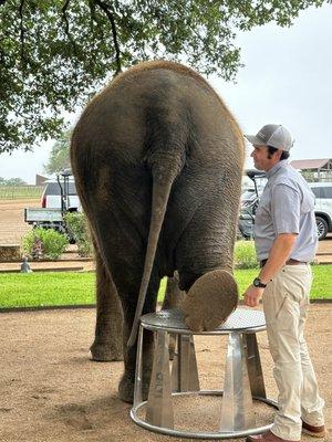 Trimming and taking care of elephant toes..talk about a pedicure.!!