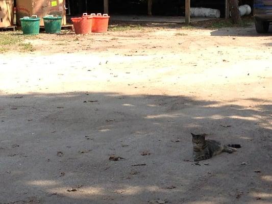 Kittie cat watching over the parking area.