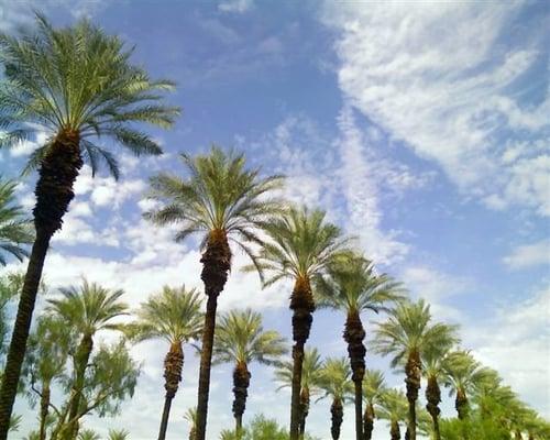 Palm Springs is about Palm Trees and much more!!!