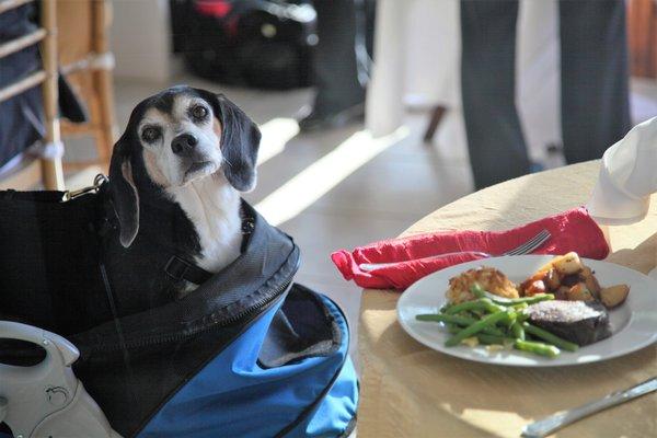 Charlie our mascot doing his favorite thing - eating!