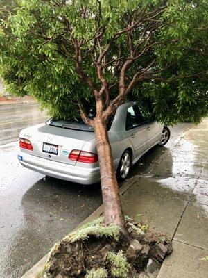 Tree fell after an "atmospheric river" windstorm.  Car was in the way.