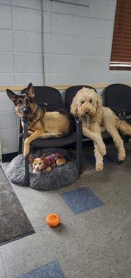 We LOVE dogs too by the way!We get so many cute puppers that come to visit us! The shop mascots Sully, Zoey and Ella (rip sweet little Ella)